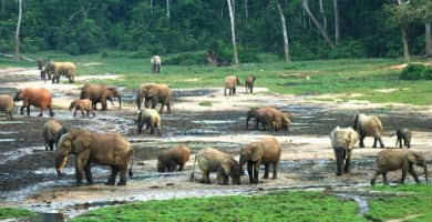 Viajar a la República Centroafricana