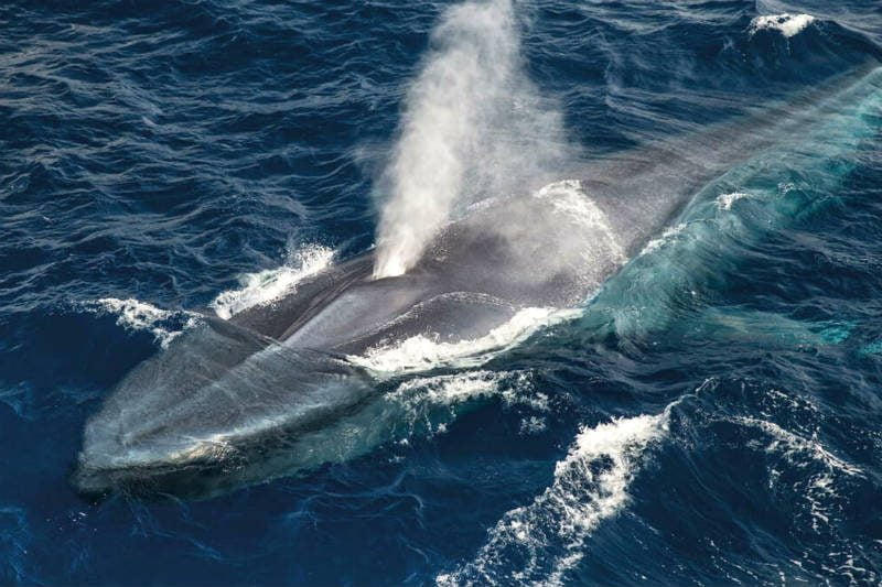 Una ballena en la costa de la isla de Terceira