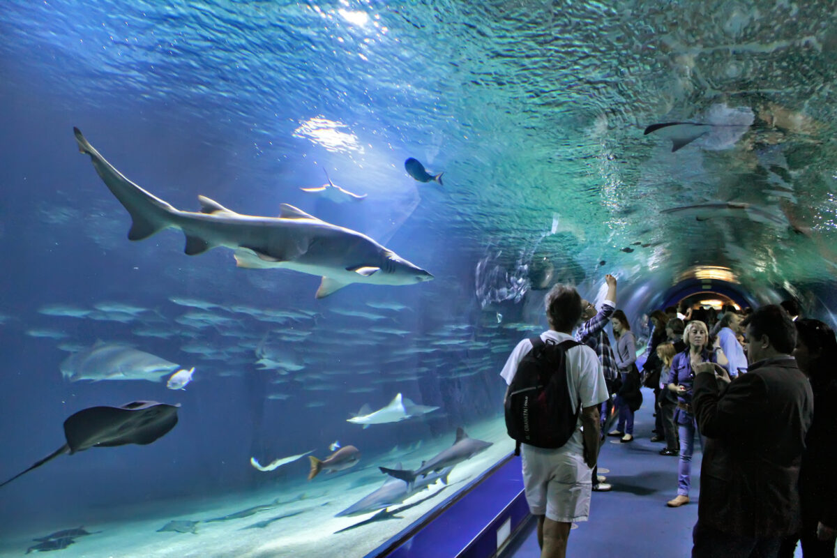 Interior del Oceanogràfic de Valencia