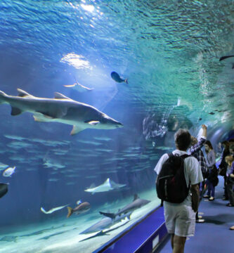 Interior del Oceanogràfic de Valencia